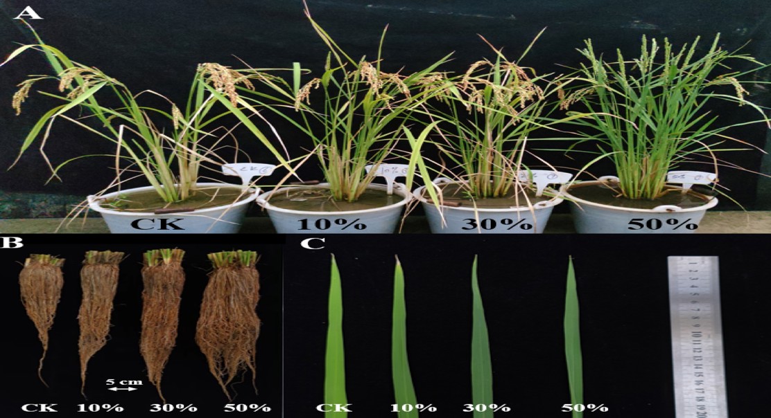 Fungus Boosts Rice Growth By Changing Root Function And Plant Signals