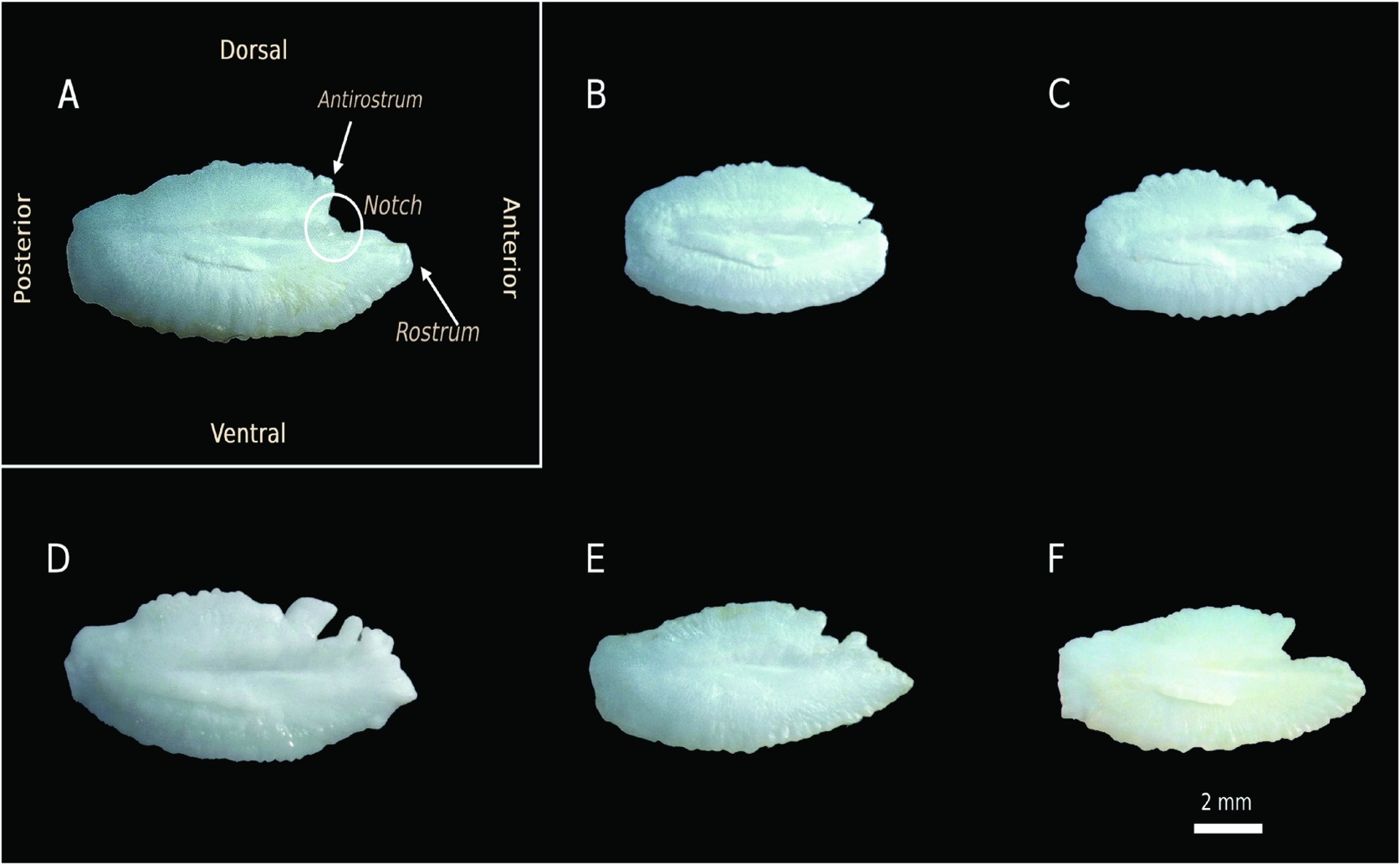 Identifying Species Using Ear Stone Shapes