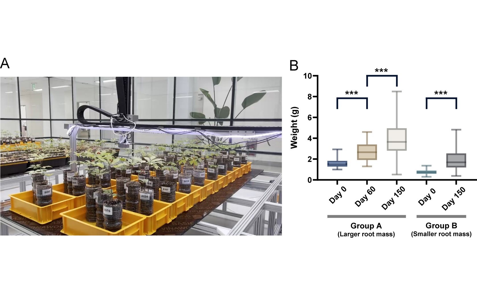 Storing Ginseng Sustainably