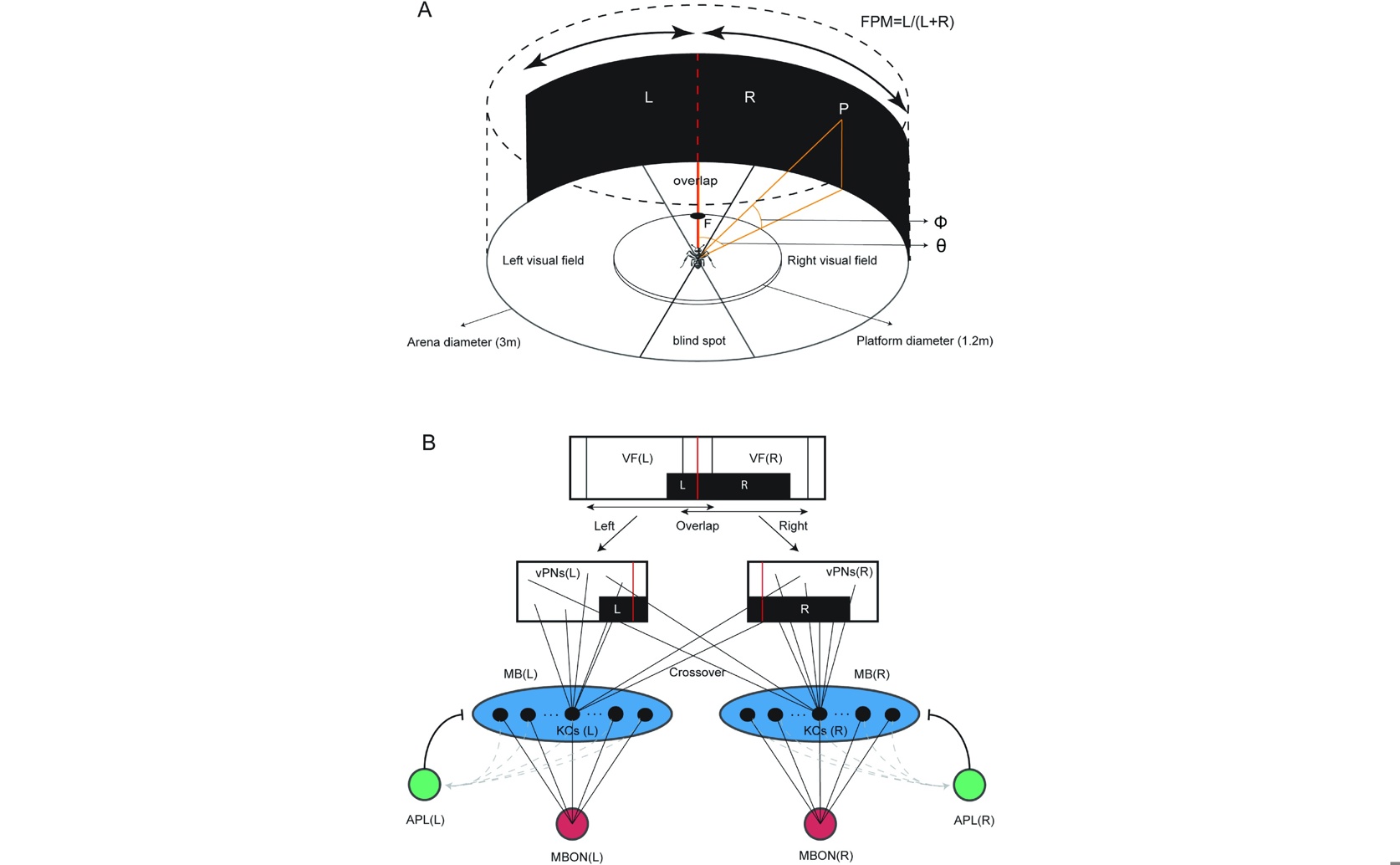How Brain Memory Uses Complex Sight for Navigation