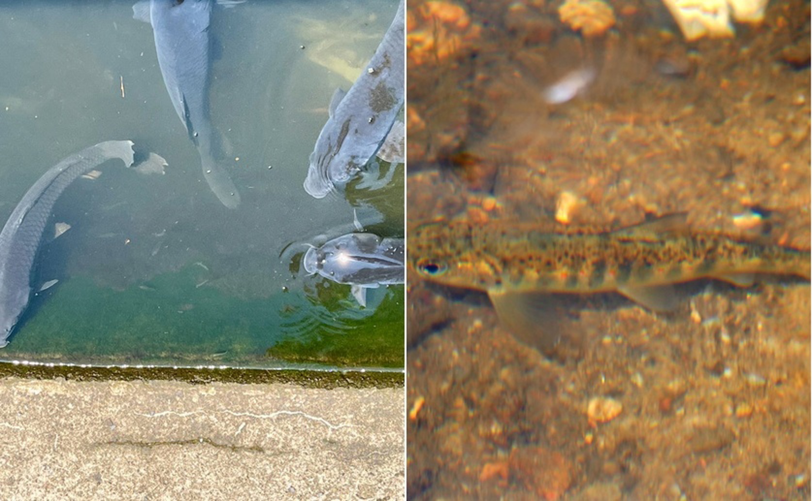 How Domestication Lowers Stress In Tamed Versus Wild Fish