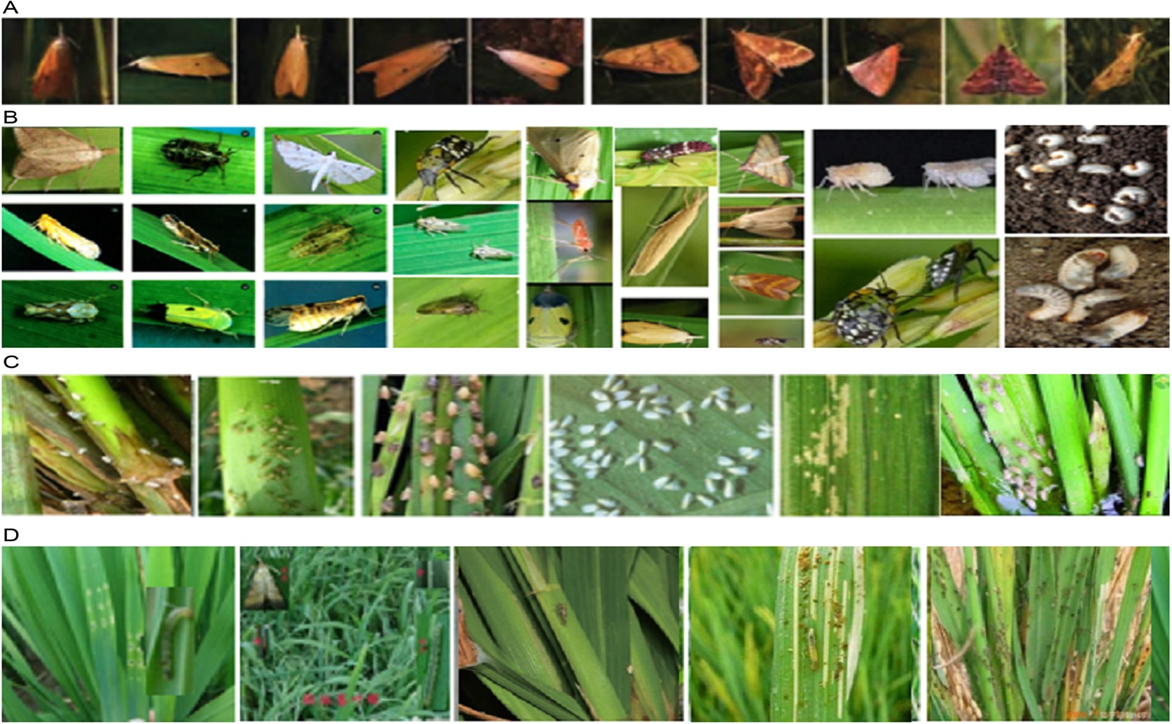 Detecting Issues In Rice Fields