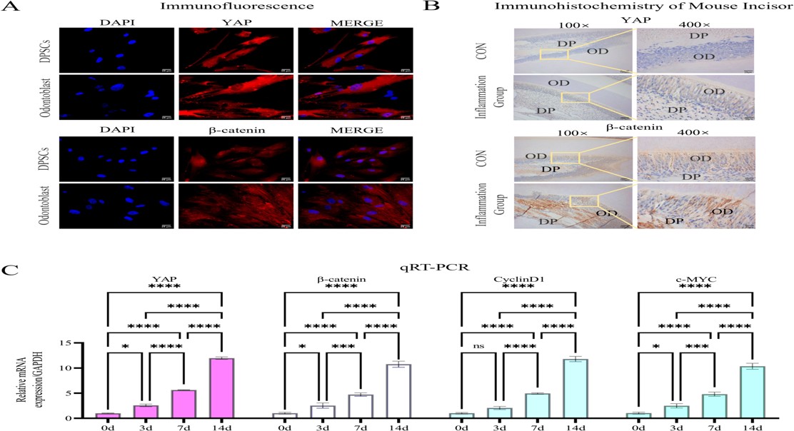 Unlocking Tooth Repair: How Stem Cells Build New Teeth