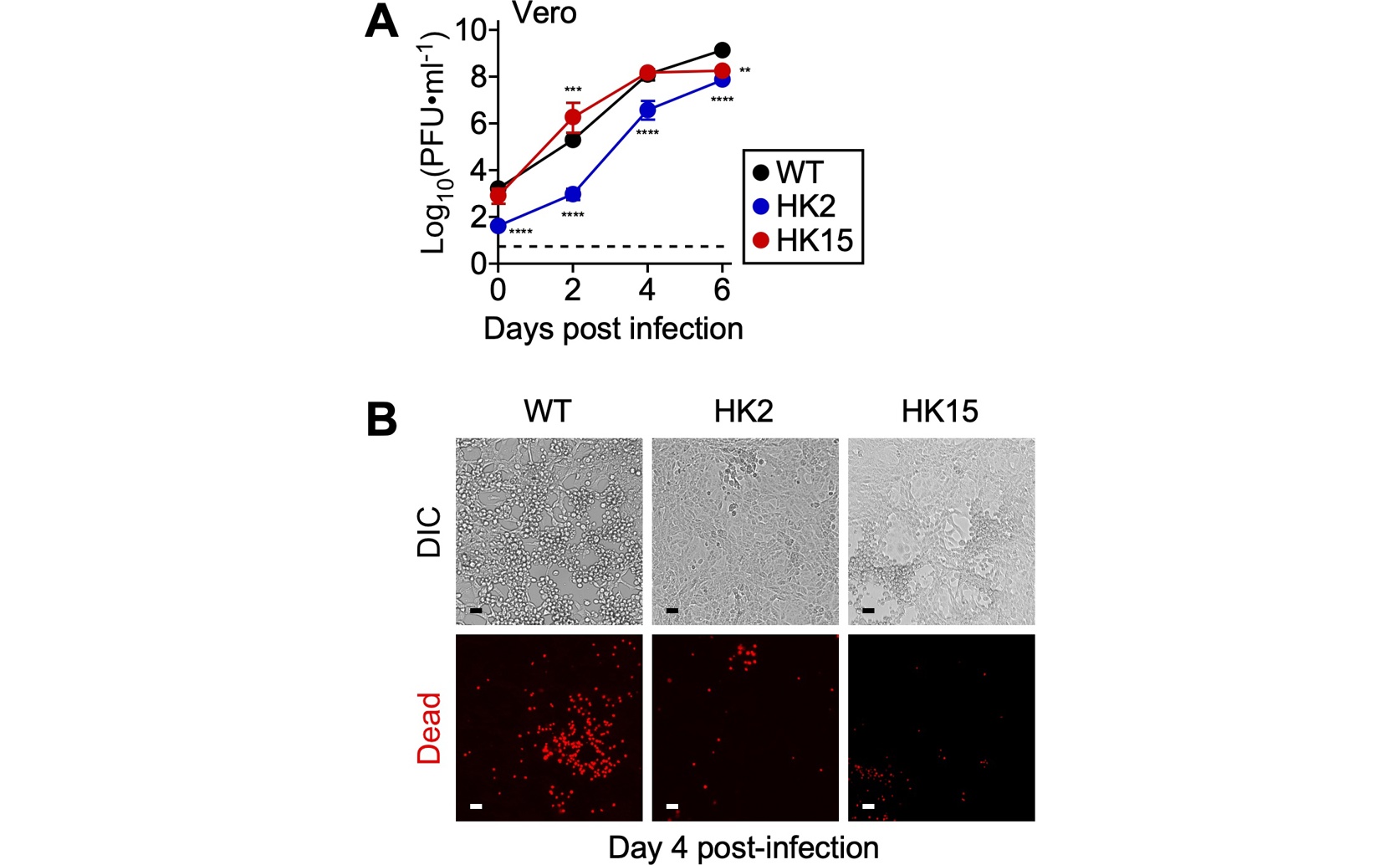 Sugar Genes Control How Bacteria Affect Our Blood Vessels
