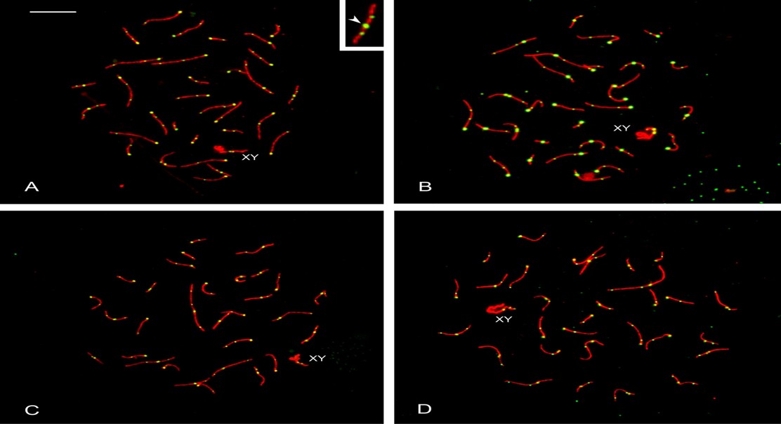 Evidence That Evolution Shapes Genetic Mixing in Mammals