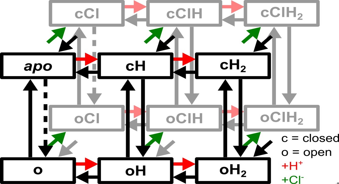 How Acid And Salt Tune Brain Signal Sorters
