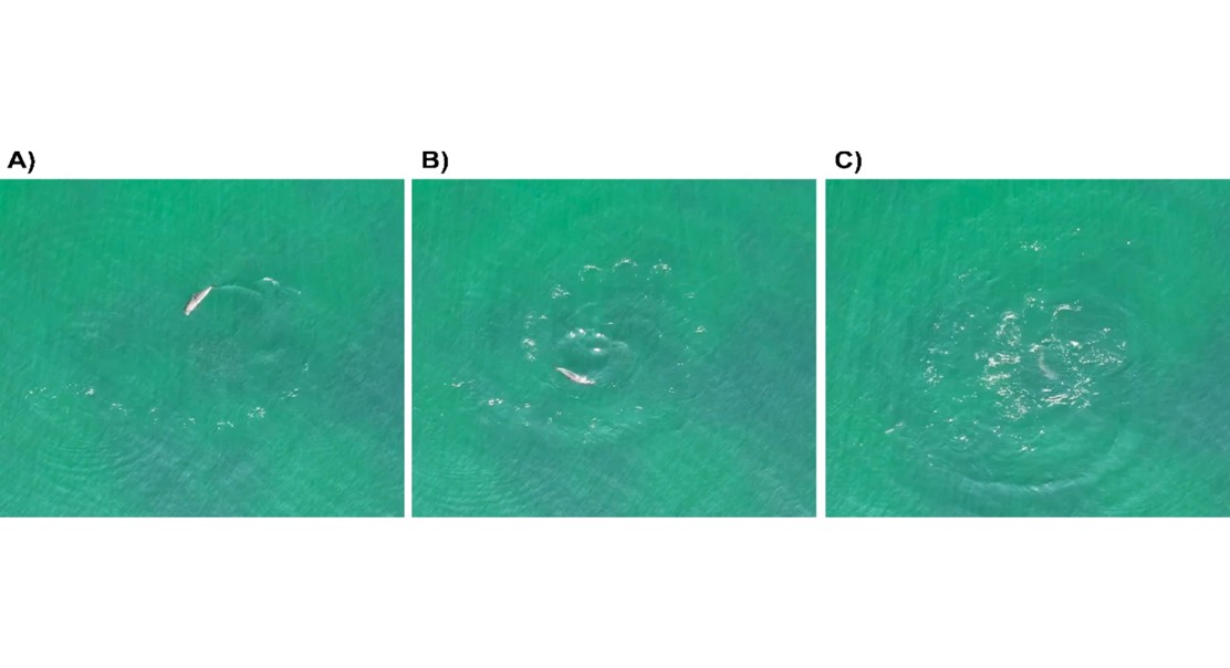 Comparing Drones and Ground Tools for Shoreline Ocean Tracking