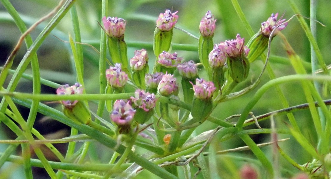 Cumin Extract Fights Flu Infection
