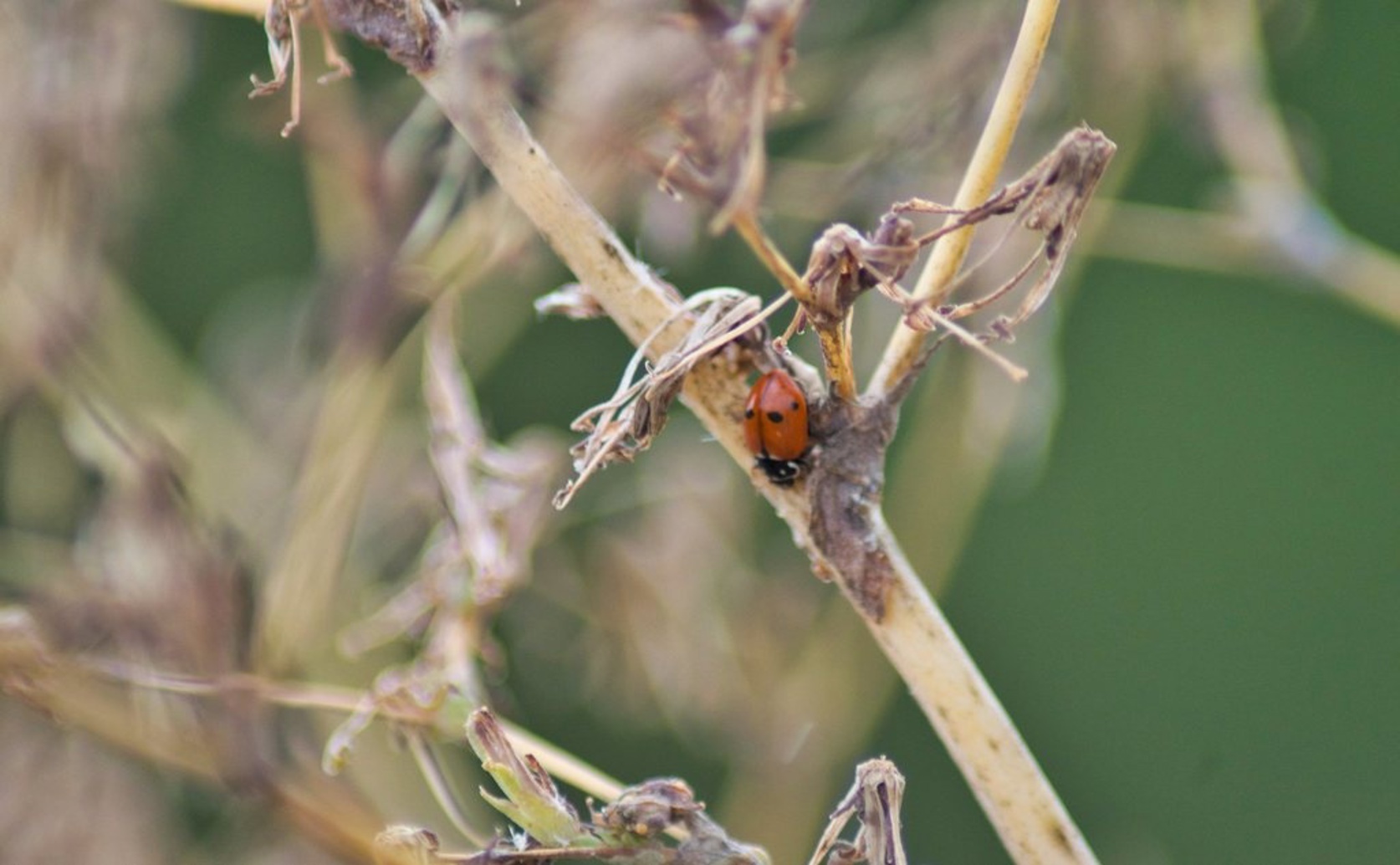 How Plant Smells Affect Behavior and Brain Activity In Lady Beetles