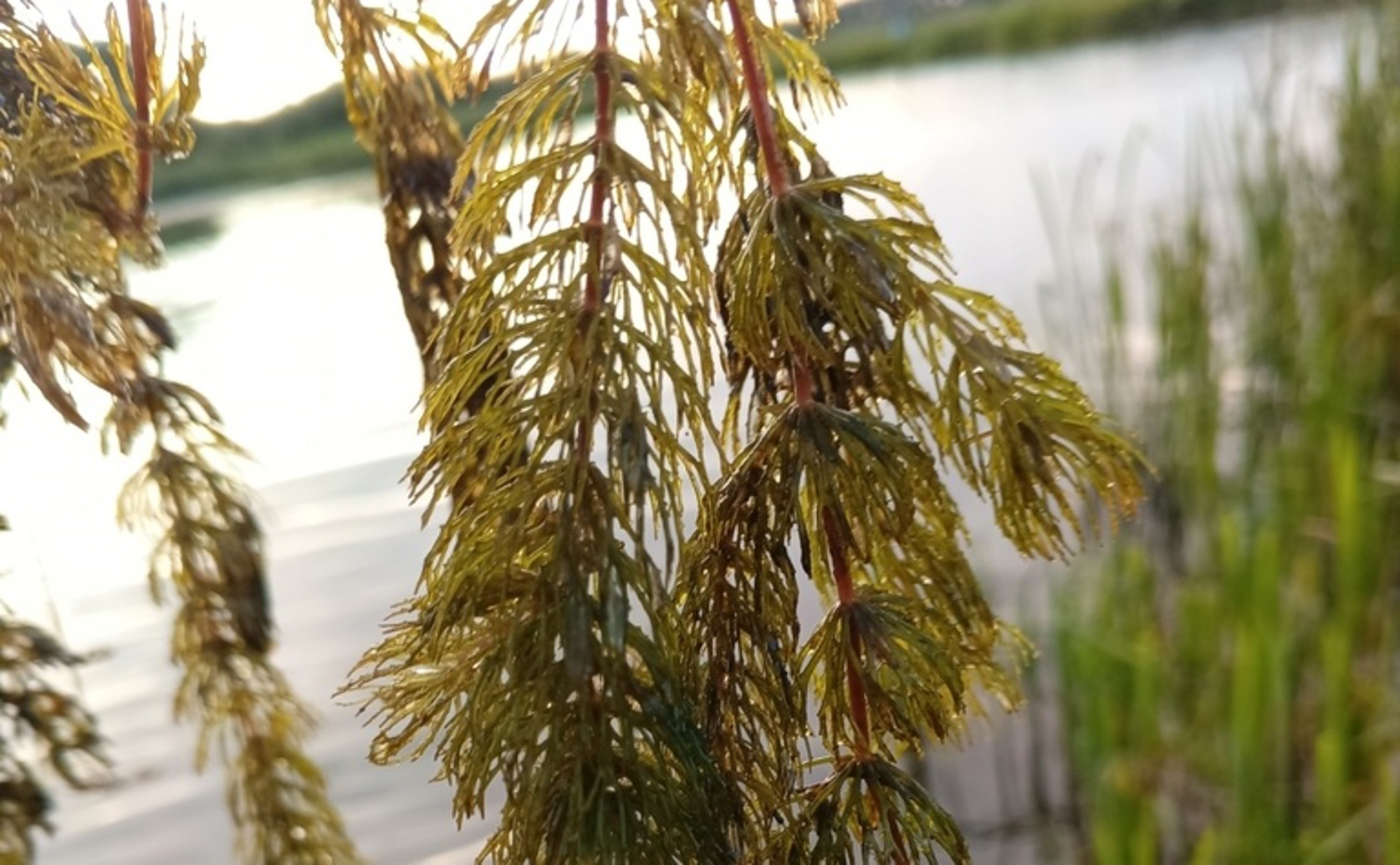 Studying How Hornwort Provides Homes for Tiny Life in Changing Waters