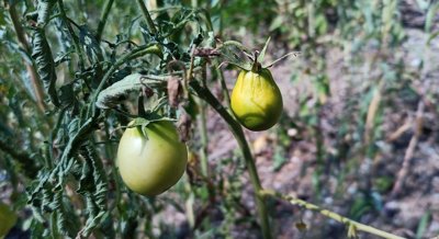 Tomato Compound Can Protect Kidneys and Reduce Stone Formation Damage