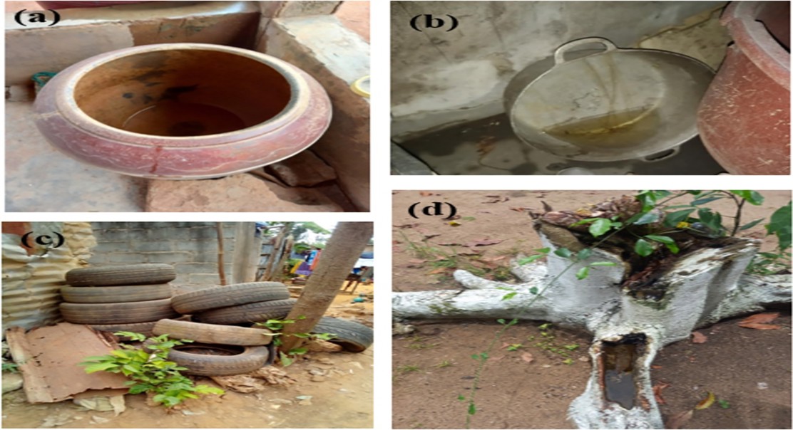 Mosquito Habits And Dengue Fever In Farming Areas