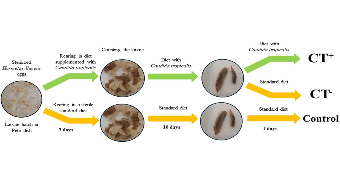 Yeast's Journey Through Organic Matter: Uncovering Indirect Nutritional Effects