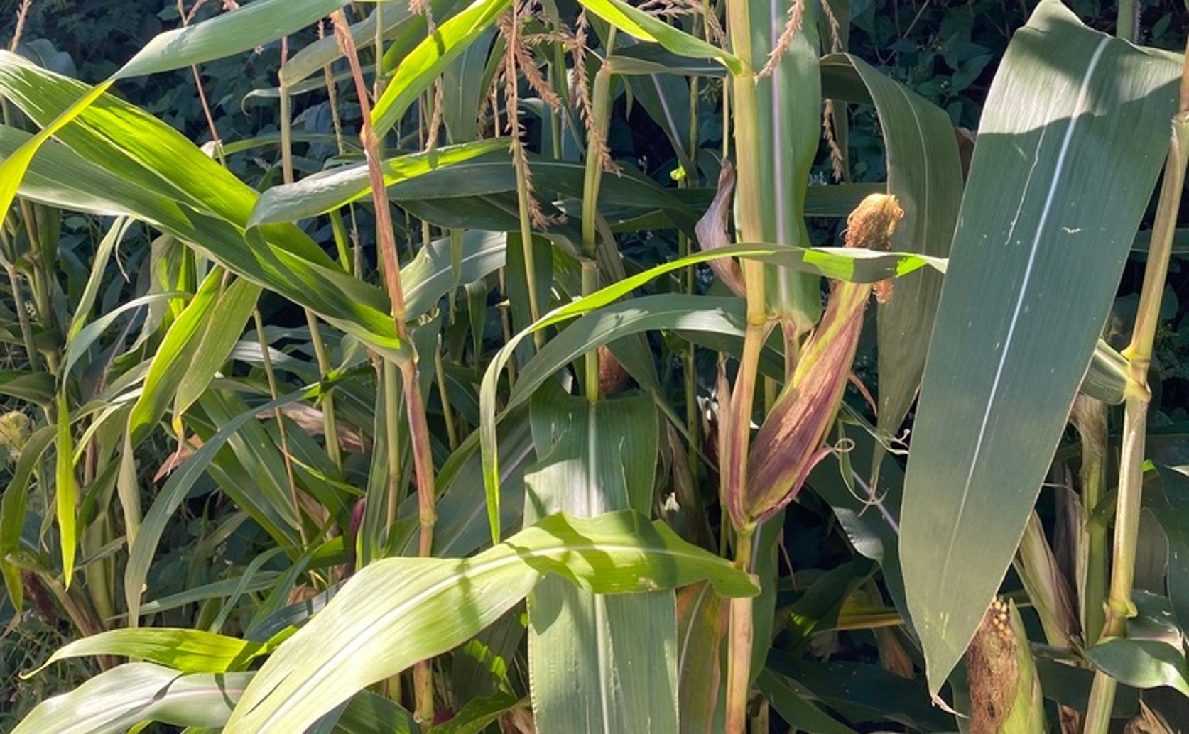 Smart Fertilizer Boosts Corn Health in Wet and Dry Conditions