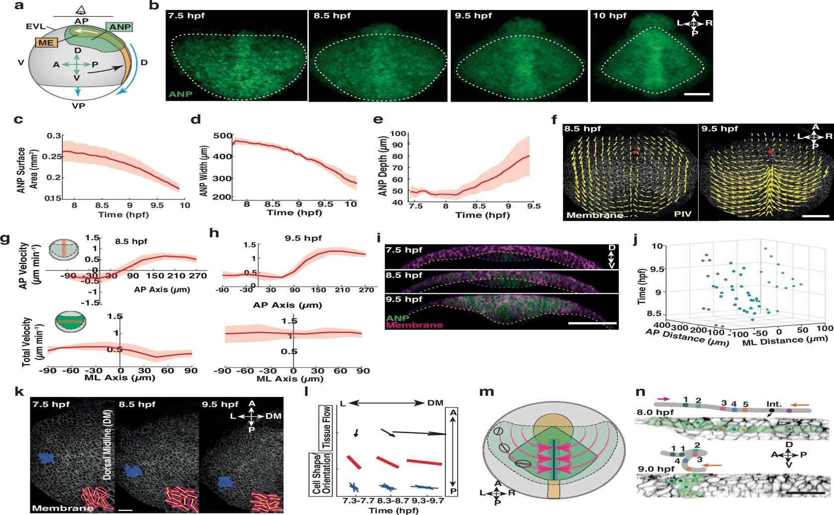 How Our Brain Starts Forming