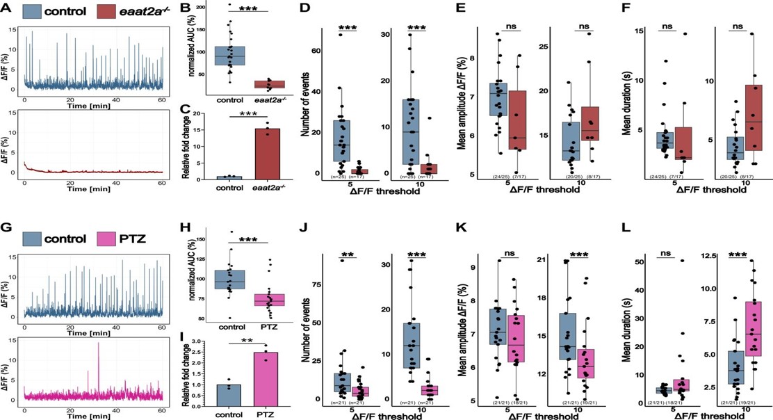 Galanin: The Brain's Master Switch for Activity