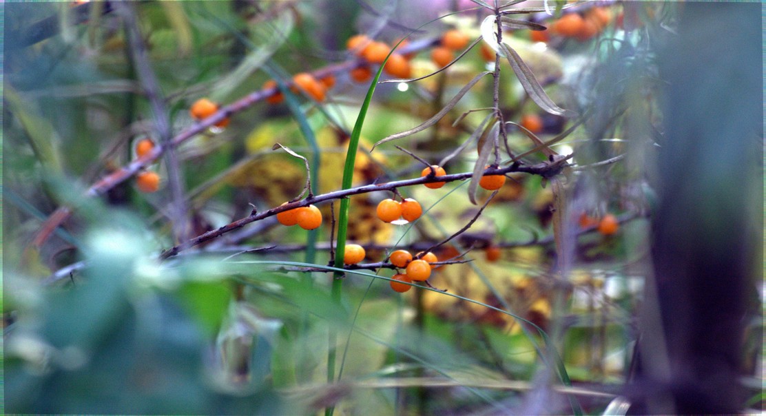 Finding Seabuckthorn's Mixed Past Using Its Genes