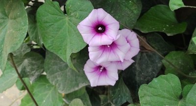 Discovering a New Bacteria in Sweet Potato Soil