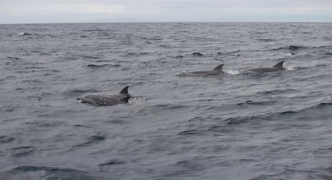 Caprera Canyon: A Hotspot Of Oceanic Biodiversity In The Mediterranean Sea