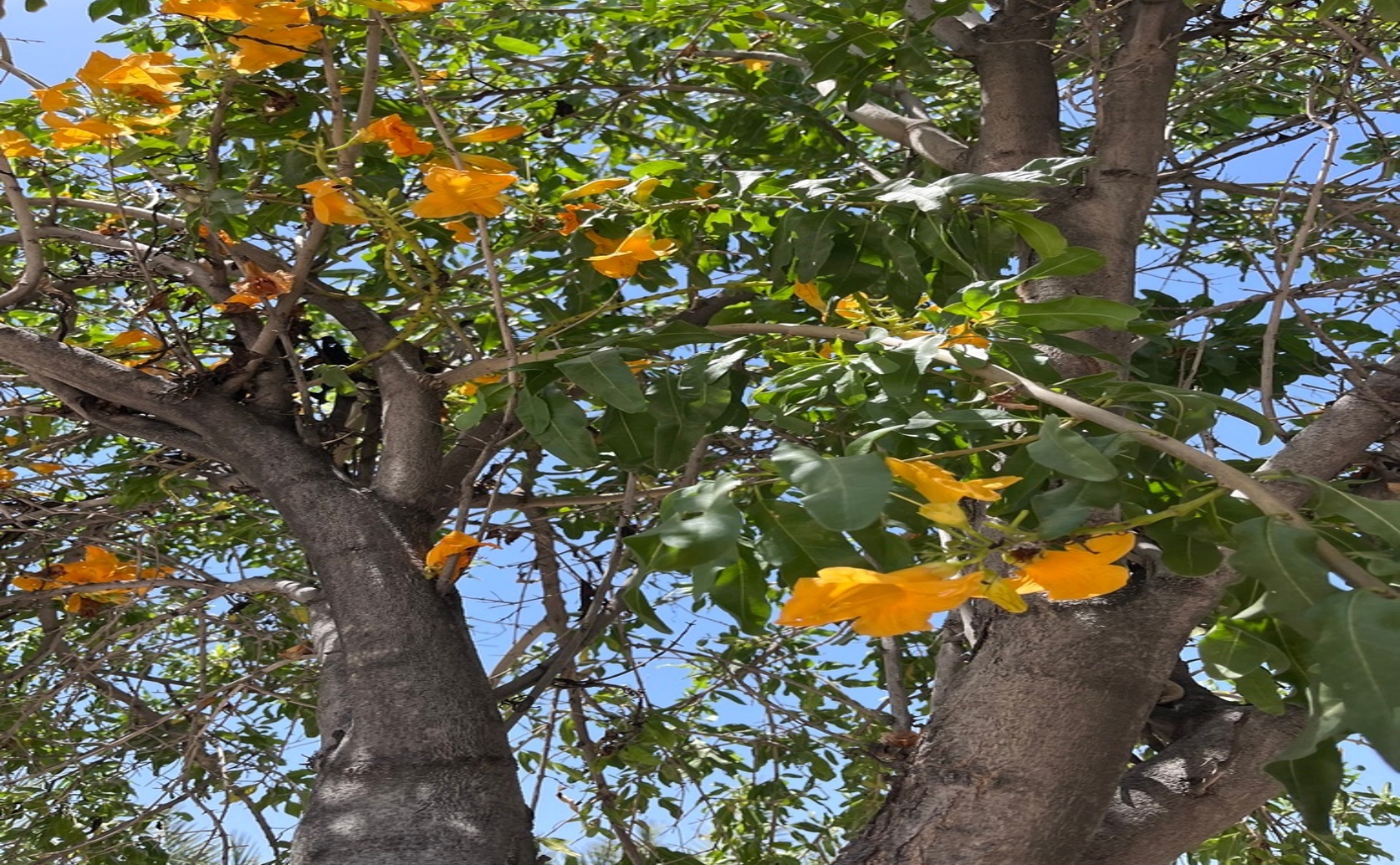 Desert Teak Under Threat: AI Predicts Climate Change's Impact On A Key Tree