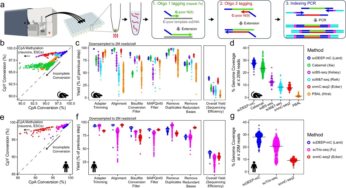 DNA Tags in Single Cells Reveal Cell History, Gene Activity, and Growth