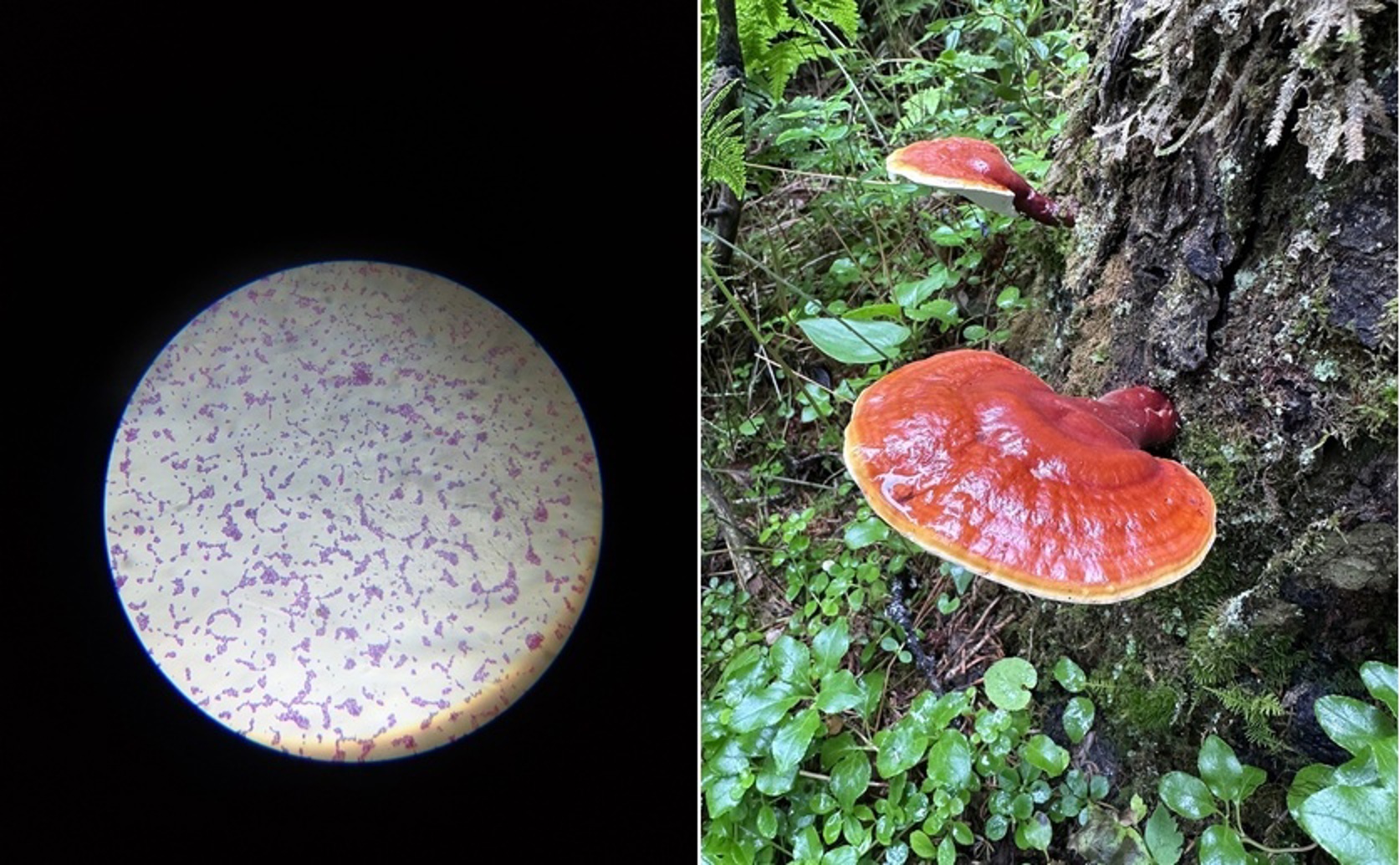 Engineering Yeast To Make Mushroom Health Compounds