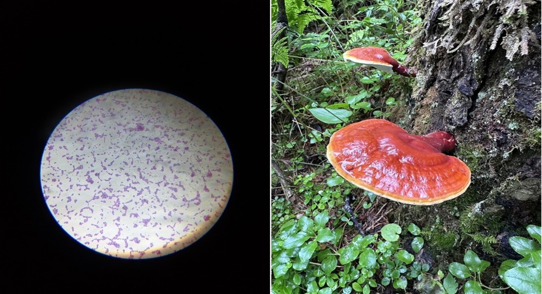 Engineering Yeast To Make Mushroom Health Compounds
