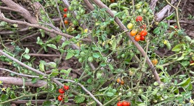 Probiotic-Fermented Tomato Boosts Liver Fat Metabolism