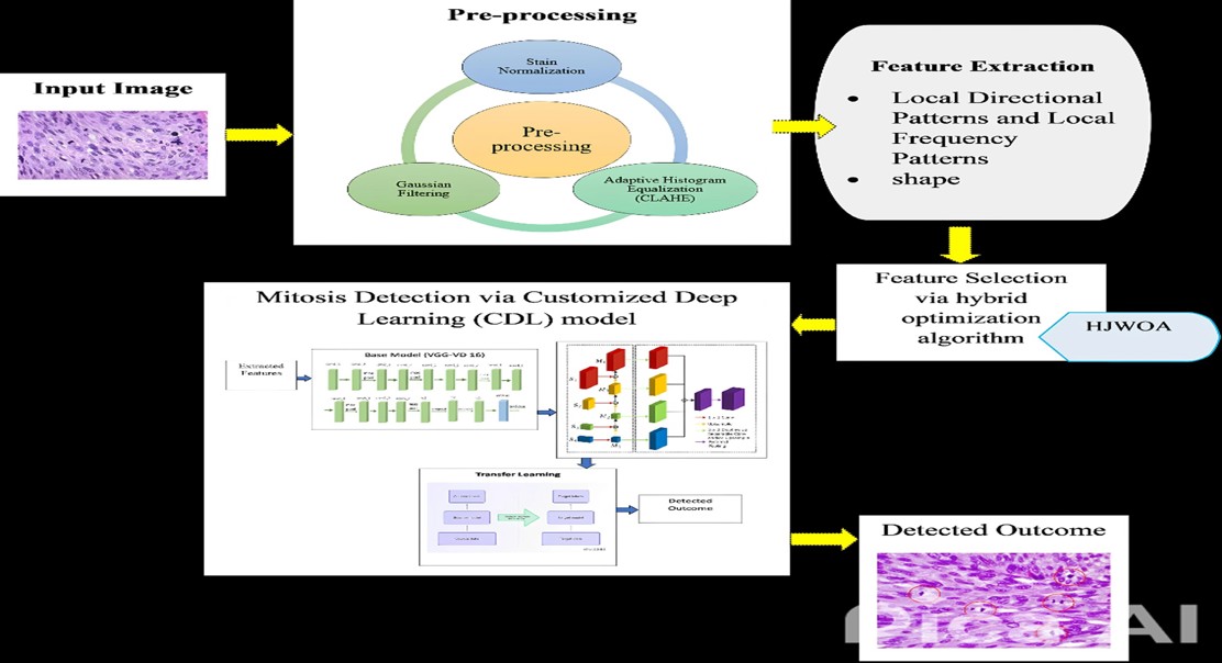 Smarter AI For Finding Dividing Cells In Tissue Scans