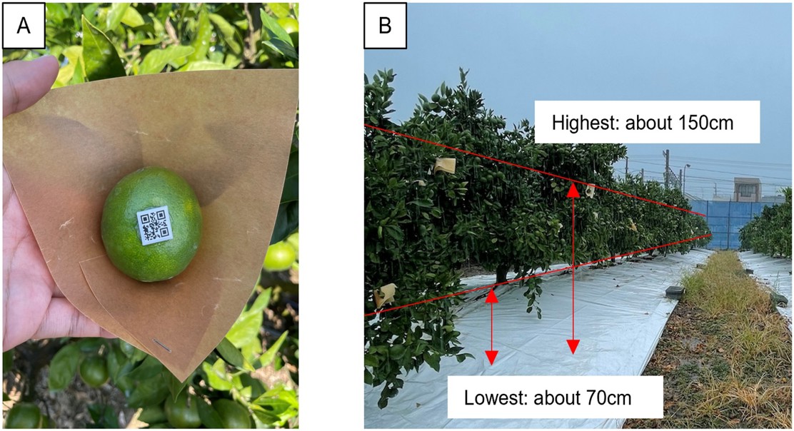 Smart Tech for Sizing Fruit and Detecting Tree Thirst