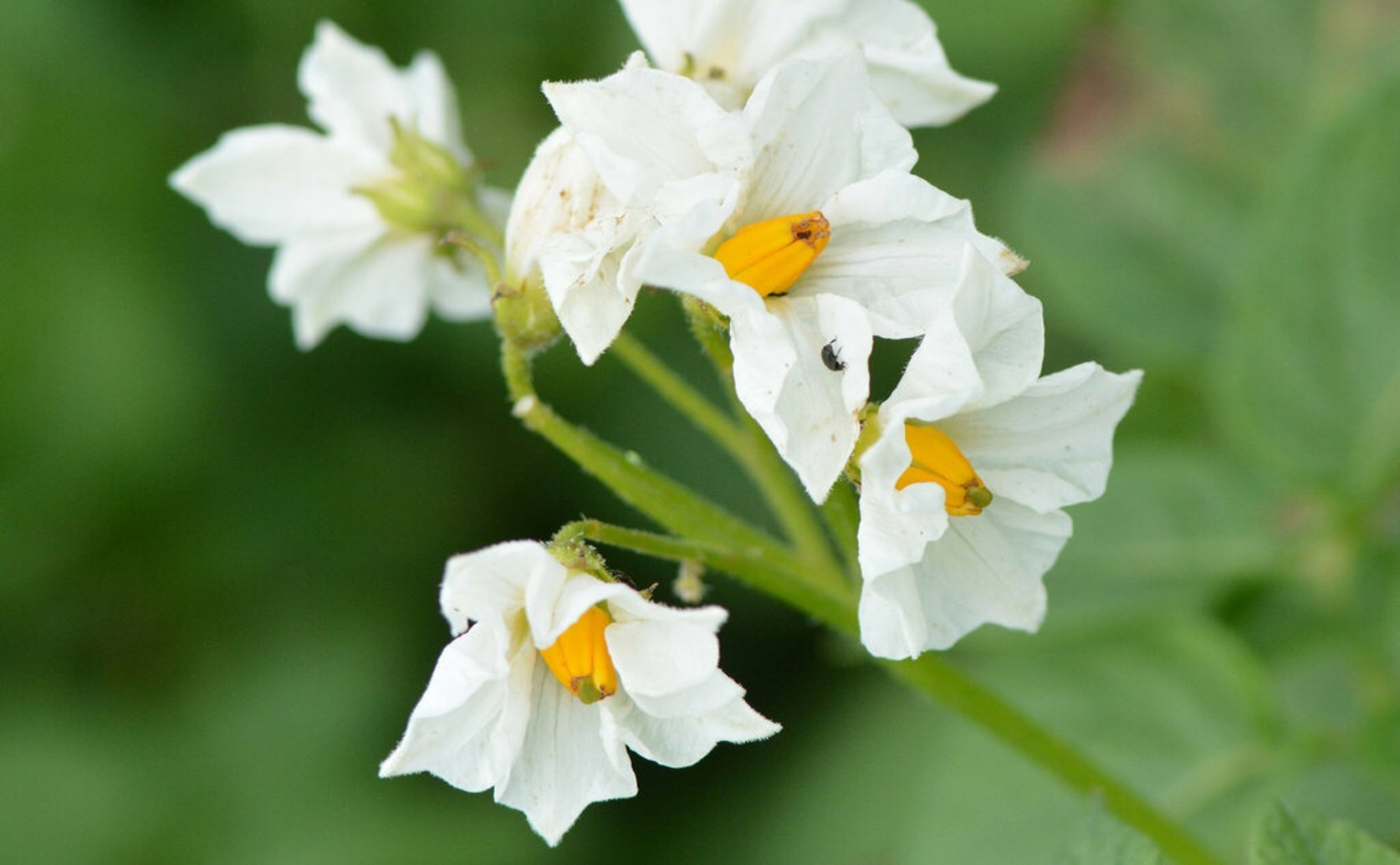Improving Potato Protein's Heat Resistance