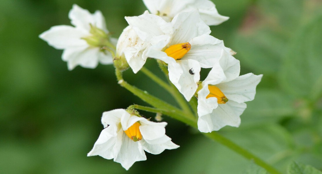 Improving Potato Protein's Heat Resistance