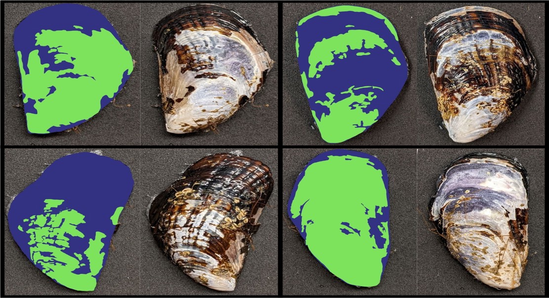 Mussel Shell Coating Protects Against Damage