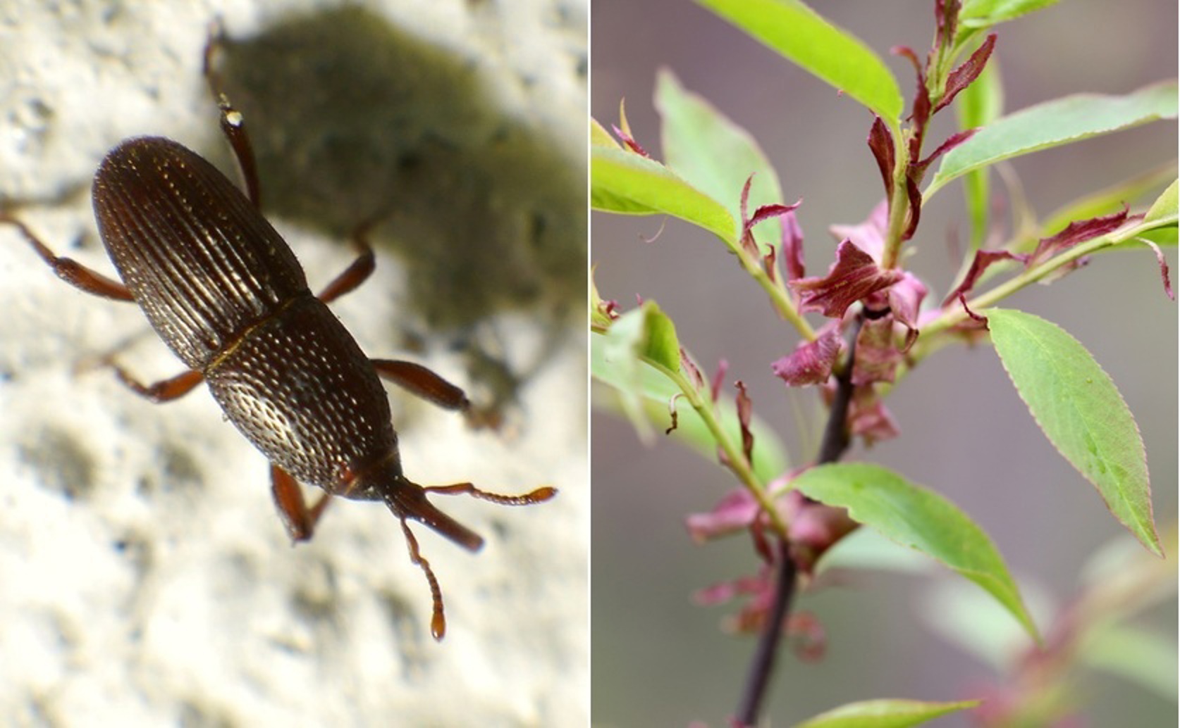 Invasive Black Cherry Extract Protects Stored Food