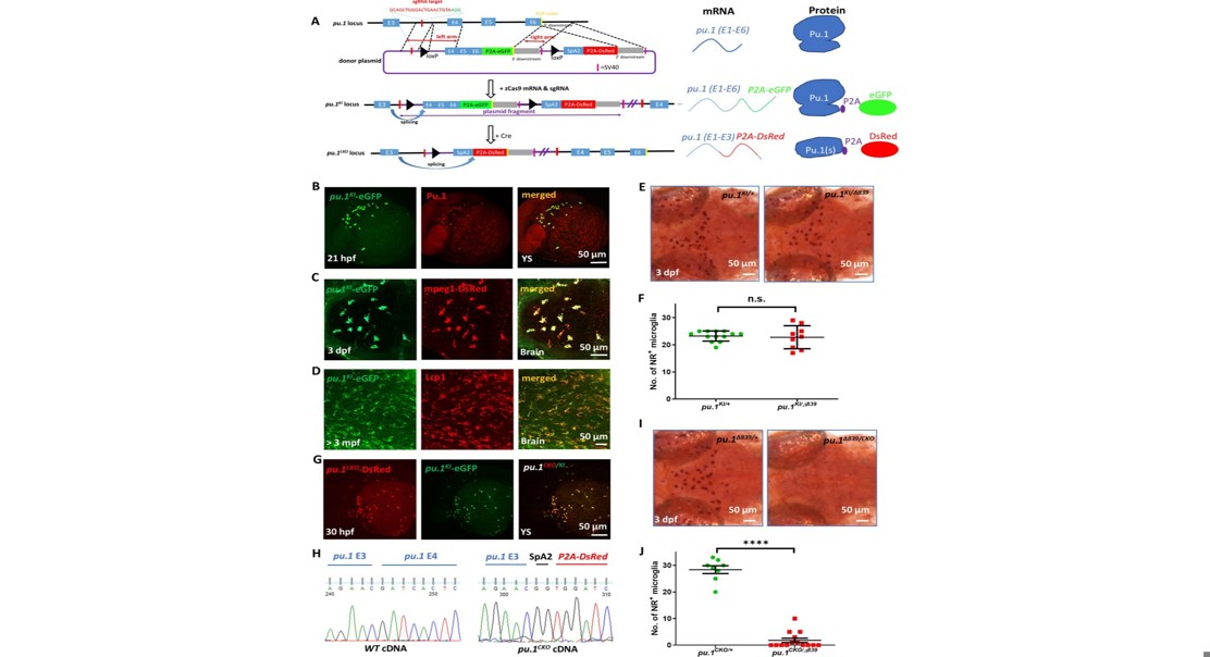 How a Key Protein Controls Brain Immune Cell Life and Health