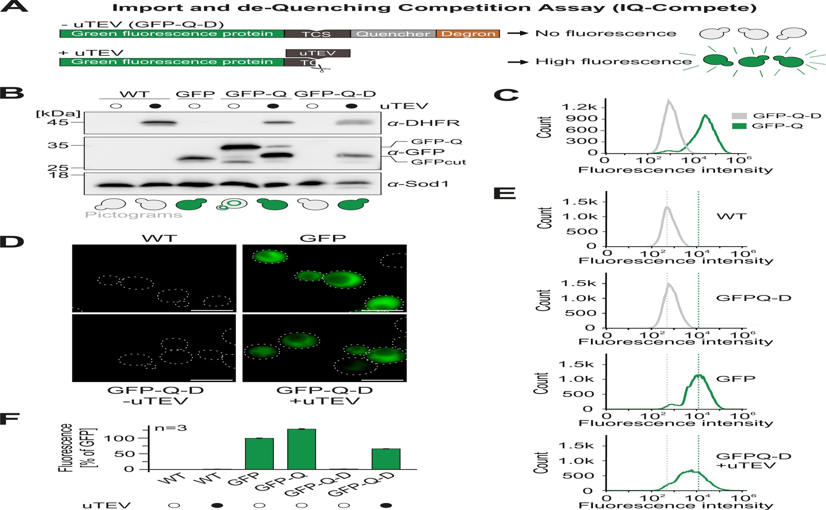 The Cell's Code for Efficient Protein Delivery to Powerhouses