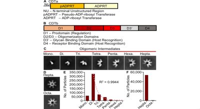 How A Gut Bacteria Toxin Forms Step-By-Step