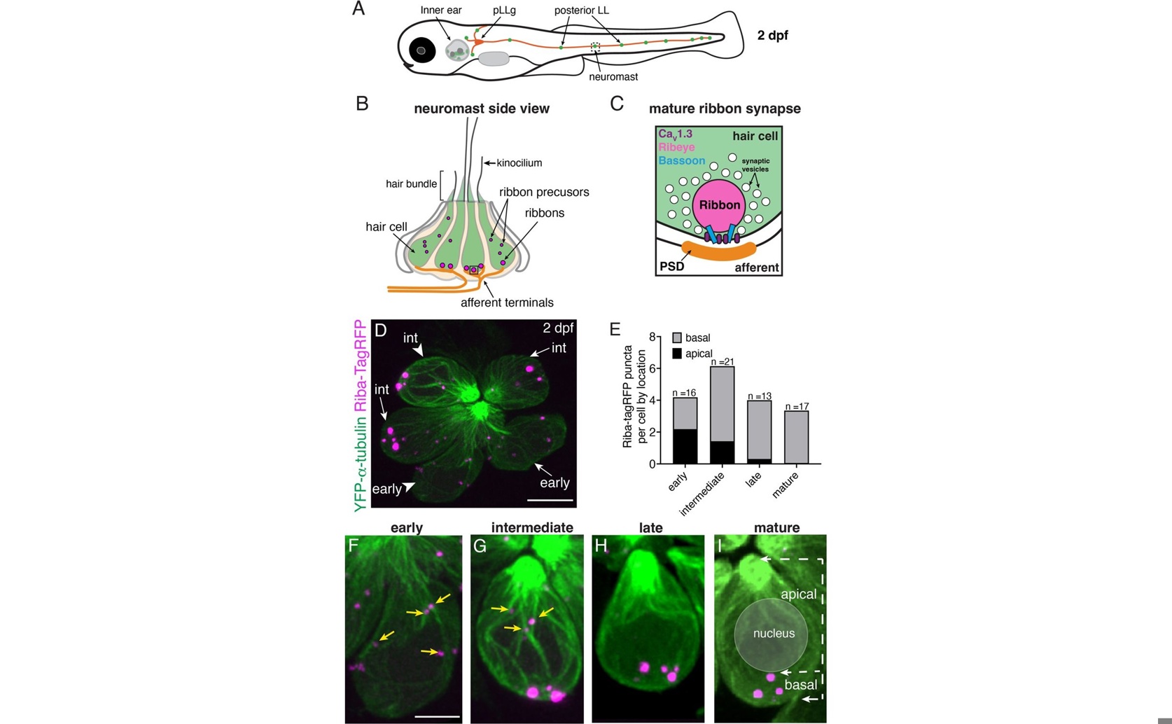 Cellular Roads Help Sensory Cells Send Signals As They Grow
