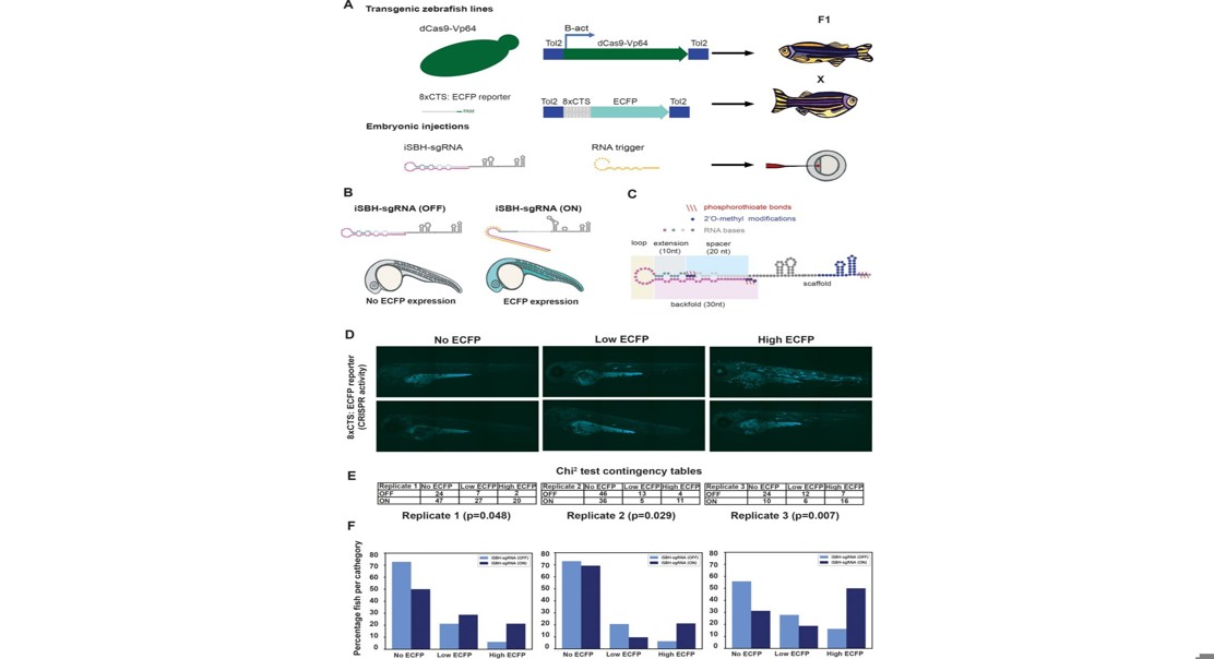 RNA-Sensing Guides For Boosting Genes With CRISPR In Cells