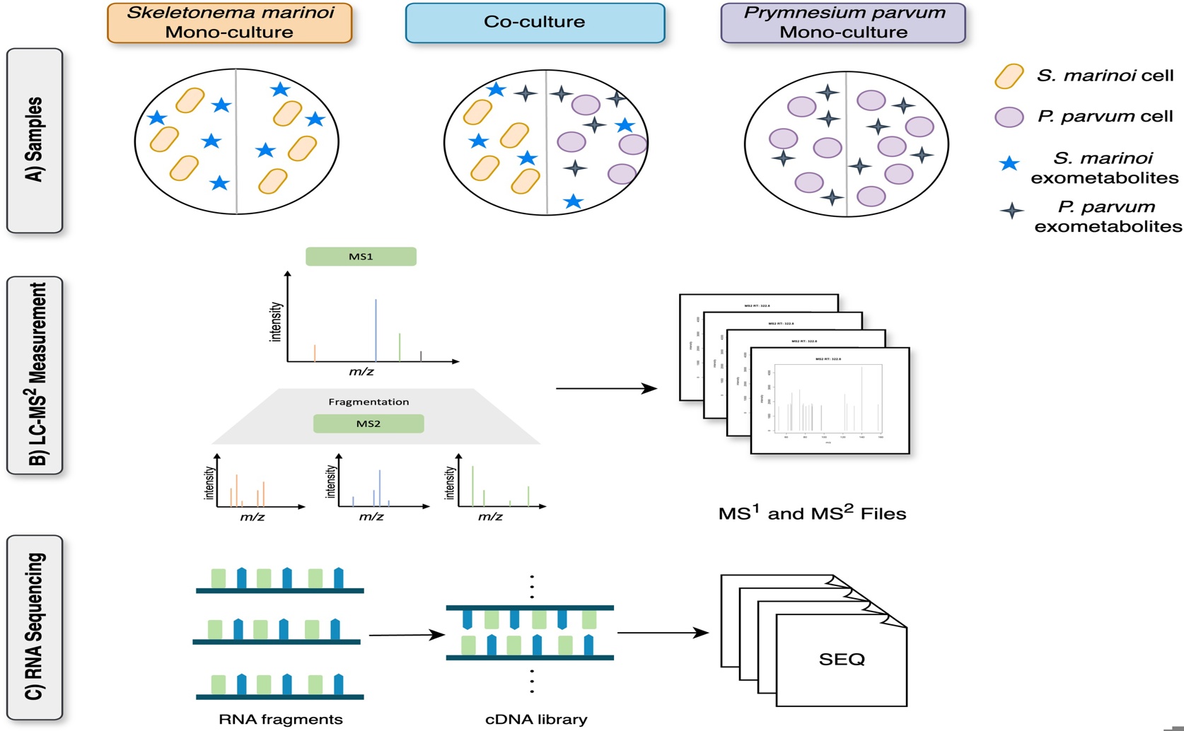 How Diatoms And Golden Algae Communicate