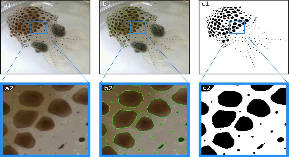 Tracking Color Movement In Cephalopods With A Computer System