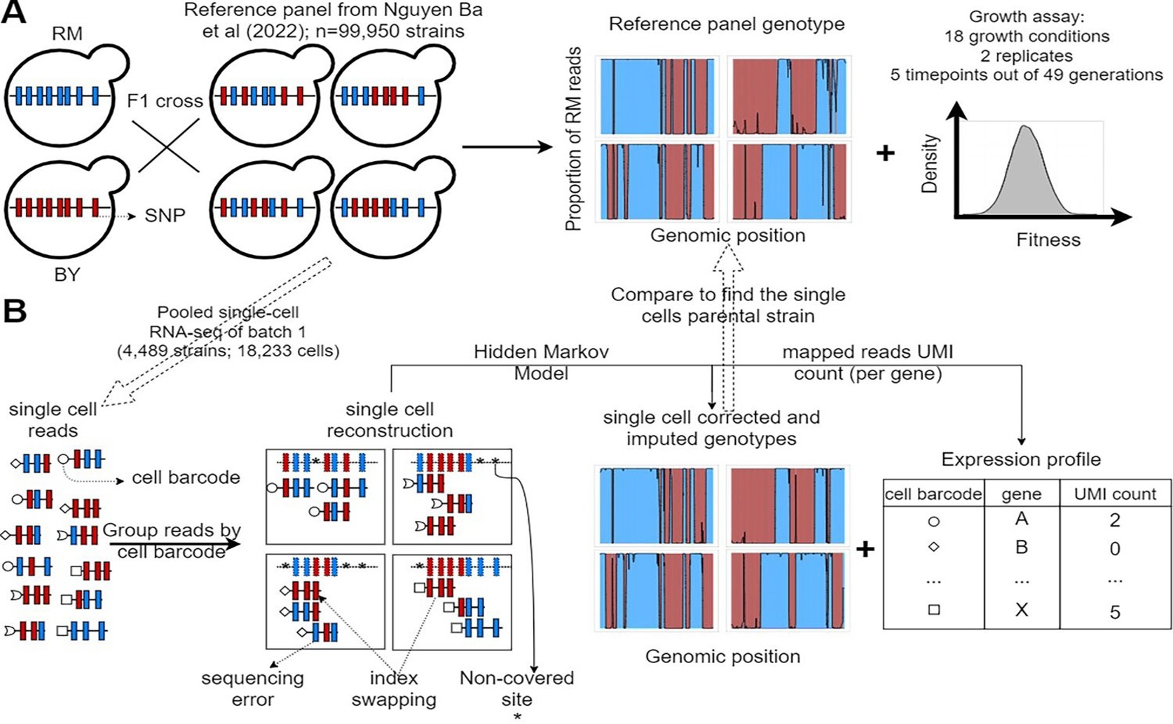 Mapping Yeast Traits: A Closer Look at Genes in Each Cell