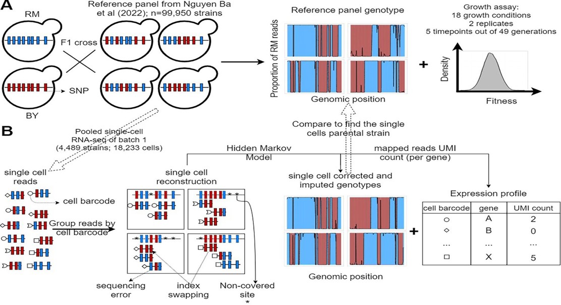 Mapping Yeast Traits: A Closer Look at Genes in Each Cell