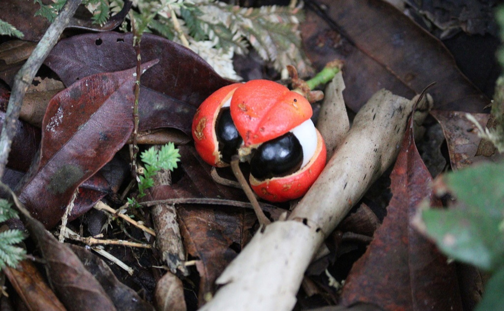 Exploring A Method To Study Guarana Seeds