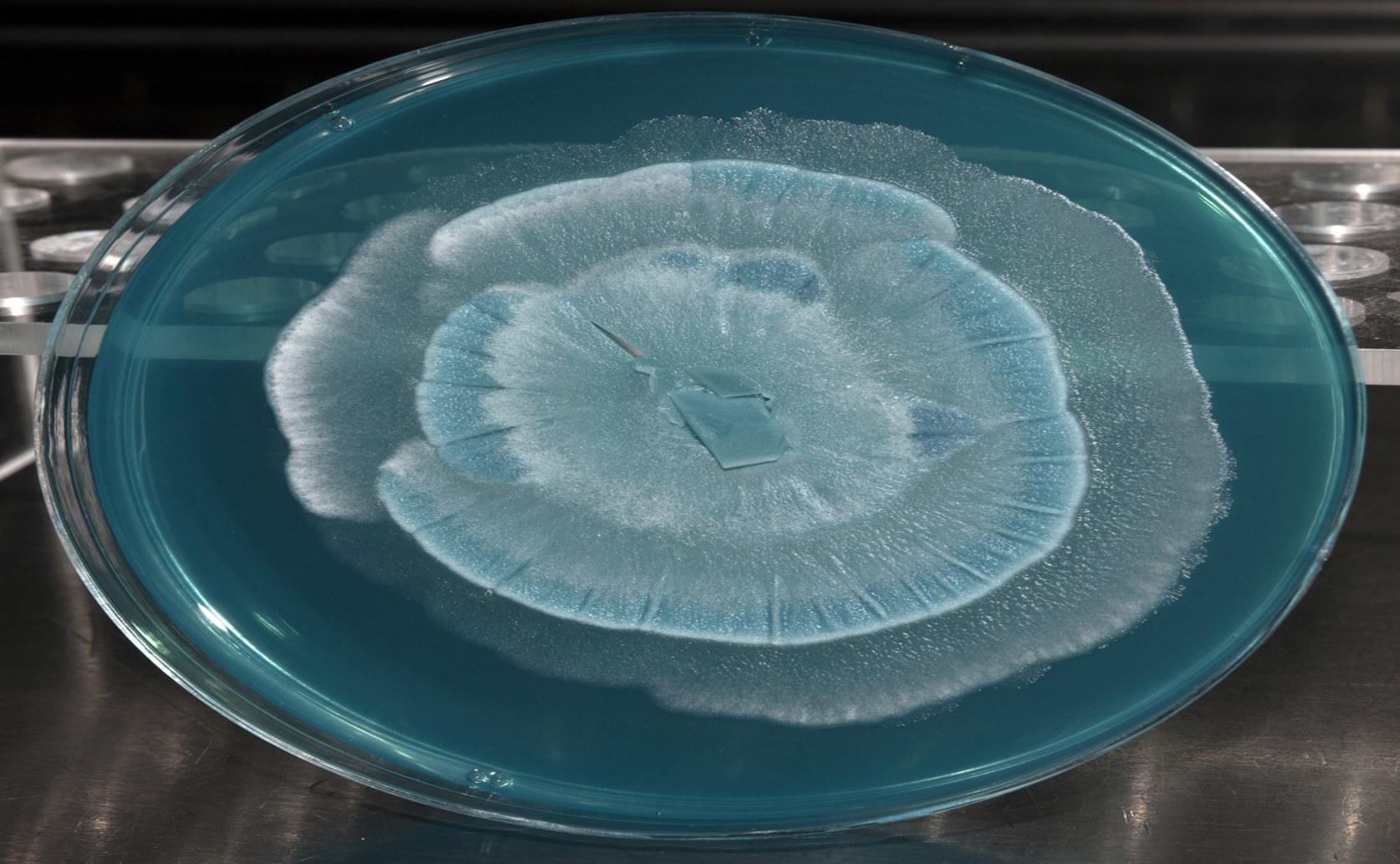 Microbe Fats Boost Growth and Immunity for Aquaculture