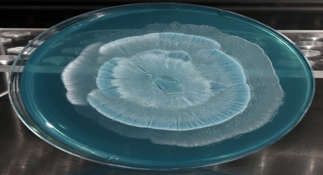 Microbe Fats Boost Growth and Immunity for Aquaculture
