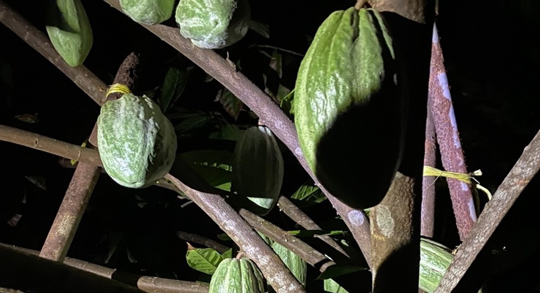 Overlooked Power: Natural Trees In Cocoa Fields Fight Climate Change