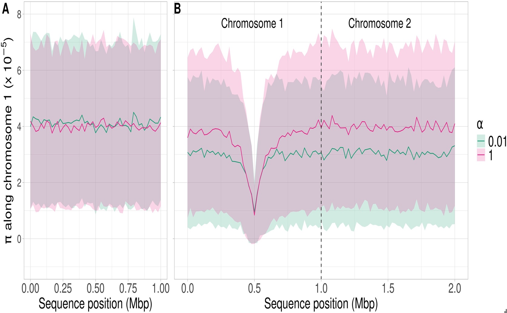 New Insights Into Genetic Variety From Cell Division Pace