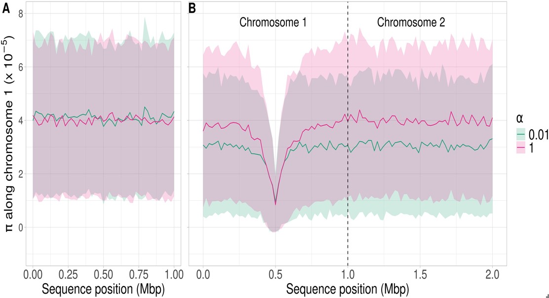 New Insights Into Genetic Variety From Cell Division Pace
