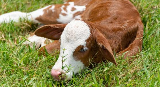 Ginger Extract's Impact on Growth and Health in Young Cows